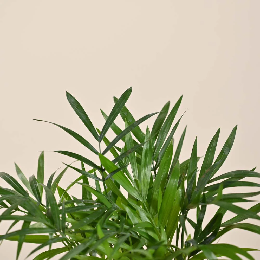 Bamboo Palm - Image 2