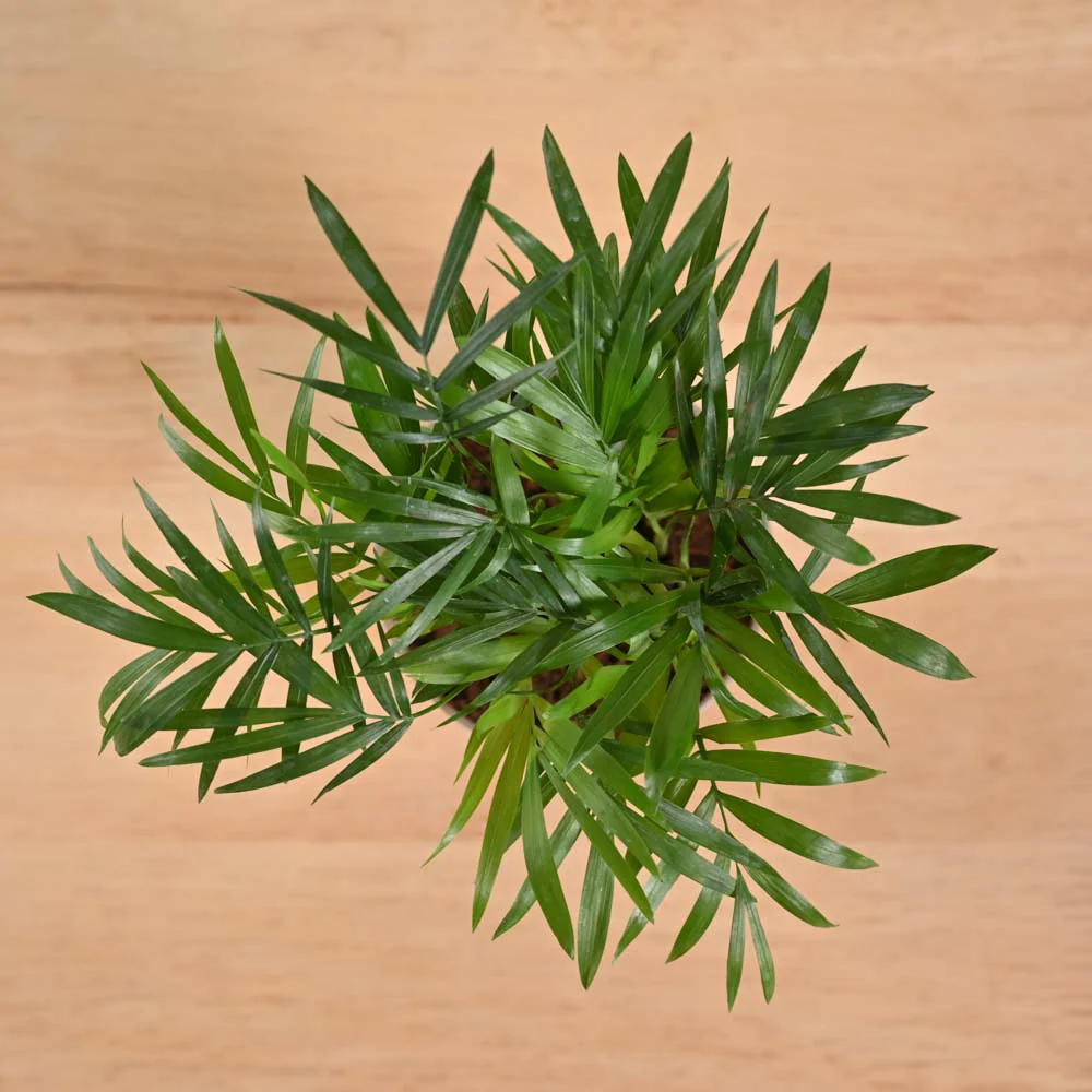 Bamboo Palm - Image 3