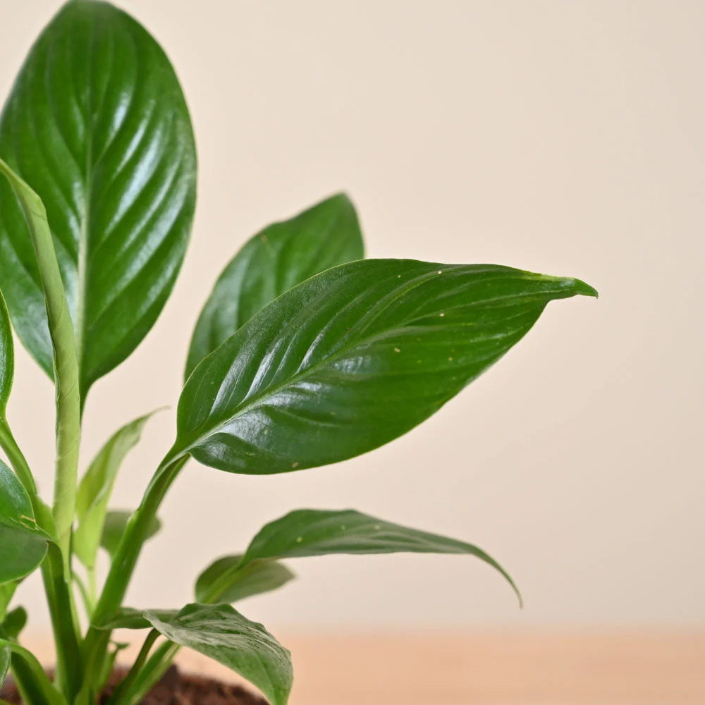 Peace lily - Image 2