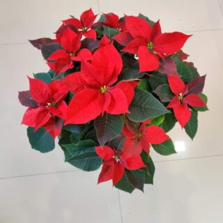 Poinsettia Red ( Euphorbia pulcherrima )