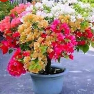 Multicolour grafted Boganvillia