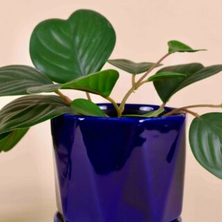 Preium Ceremic Planter