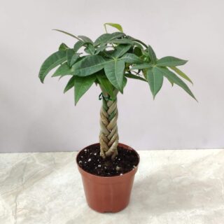 Pachira Macrocarpa '' Kuber Plant ''