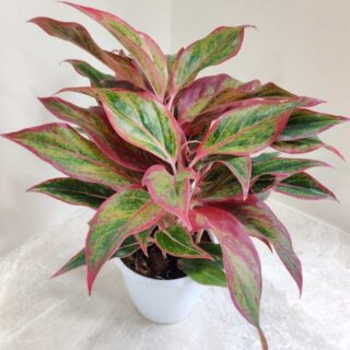 Aglaonema'' Red Lipistic ''