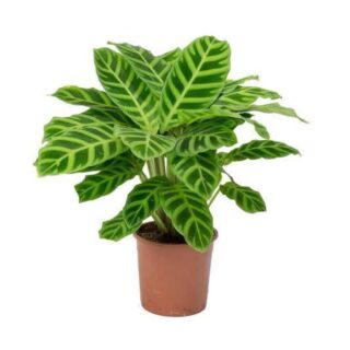 Calathea Zebrina