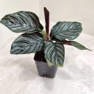 Calathea Ornata sanderiana