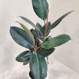 Ficus Elestica  (2 feet )