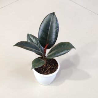 Ficus Elastica  '' Burgandy '' (2 feet )