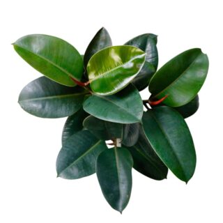 Ficus Green rubber Plant  ( 2 feet )
