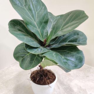 Ficus Lyrata  ( 2 feet )