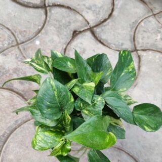 Pothos Bright Green  (Brings Longevity )