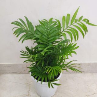 Areca Palms  ( well Developed )