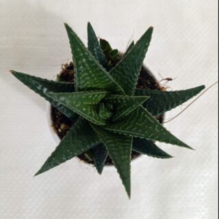 Haworthia